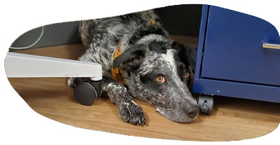 Discover Dental | Your Child s First Dental Visit, Fluoride Treatments and N2O Laughing Gas, Nitrous Oxide